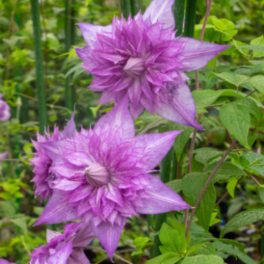 Клематис цветущий Леди Куоко